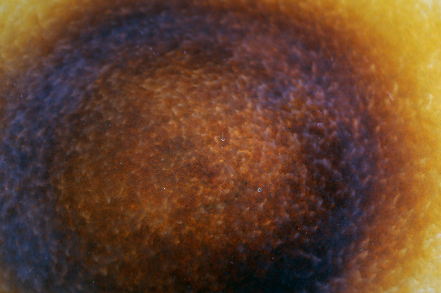 kasumi plate SS yellow 4897