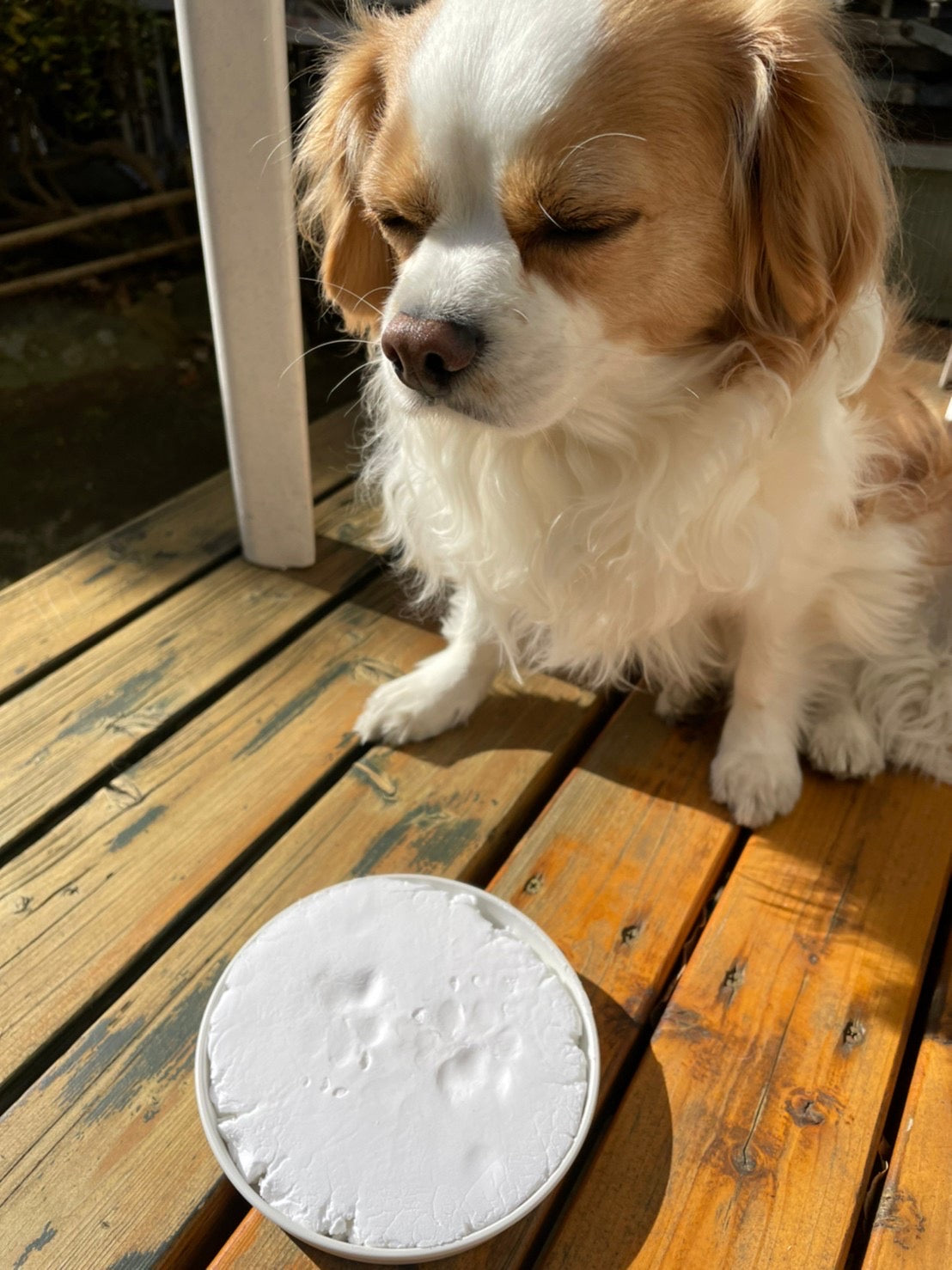 frescoのどうぶつてがた